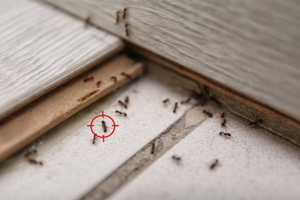 Best Affordable Pest Control Services  in West Monroe, LA