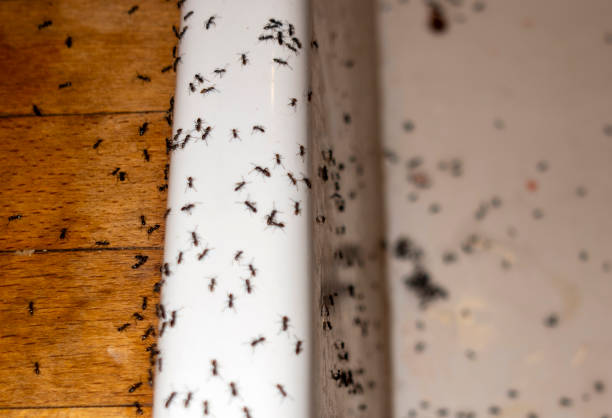 Pest Prevention Services in West Monroe, LA